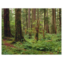 Carpet of sword ferns among old timber custom flyer