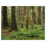 Carpet of sword ferns among old timber flyers
