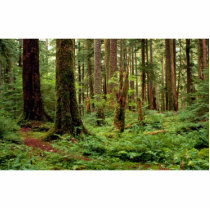 Carpet of sword ferns among old timber photo cutouts