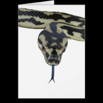 Carpet Pythons rule cards
