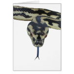 Carpet Pythons rule cards