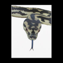 Carpet Pythons rule postcards