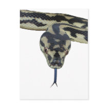 Carpet Pythons rule postcards