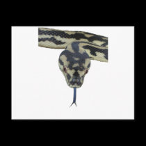 Carpet Pythons rule postcards
