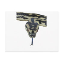 Carpet Pythons rule postcards