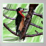 Carpintero de Puerto Rico/Puertorican Woodpecker posters