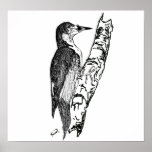 Carpintero Puertorriqueño/Puerto Rican Woodpecker posters