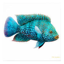 Carpintis Texas Cichlid Poster posters