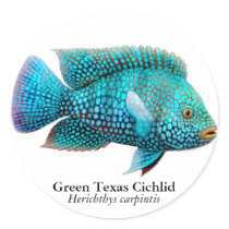 Carpintis Texas Cichlid Sticker