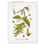 Carpinus betulus (European hornbeam) Cards
