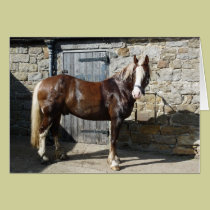 Carriage Horse, England cards