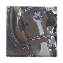 Carriage Horse magnets by HorseLoversGifts Carriage Horse magnets