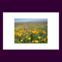 Carrizo Wildflowers posters