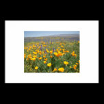 Carrizo Wildflowers posters