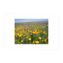 Carrizo Wildflowers posters by jelman Carrizo Wildflowers posters
