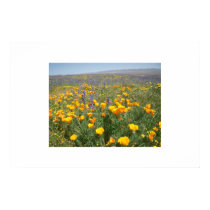 Carrizo Wildflowers posters by jelman Carrizo Wildflowers posters
