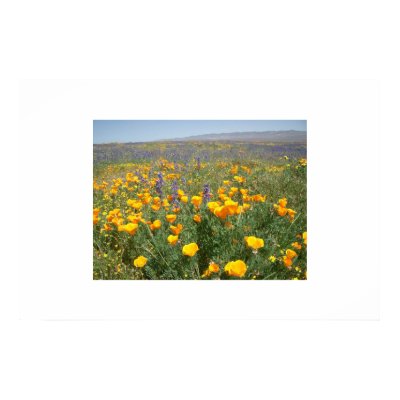 Carrizo Wildflowers Print by jelman