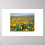 Carrizo Wildflowers Print