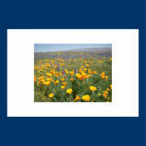 Carrizo Wildflowers posters