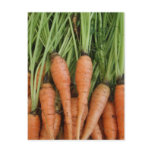 Carrots Postcard
