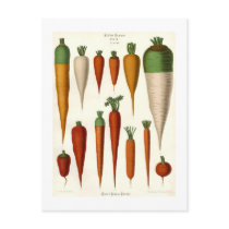 Carrots Postcards