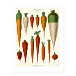Carrots Postcards