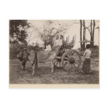 Cart pulled by two oxen at Mandalay, Burma Postcards