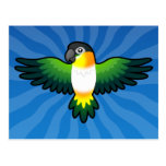 Cartoon Caique / Lovebird / Pionus / Parrot Post Cards