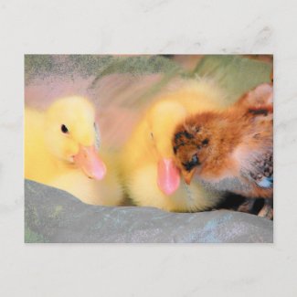 Cartoon ducks and chick postcard