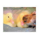 Cartoon ducks and chick postcards