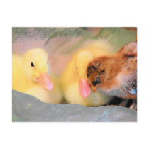 Cartoon ducks and chick postcards