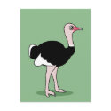 Cartoon Ostrich postcards