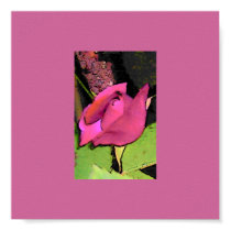 cartoon rose poster posters by pammys cartoon rose poster posters
