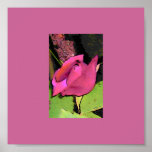 cartoon rose poster