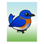 Western Bluebird Postcard