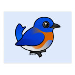 Western Bluebird Postcard