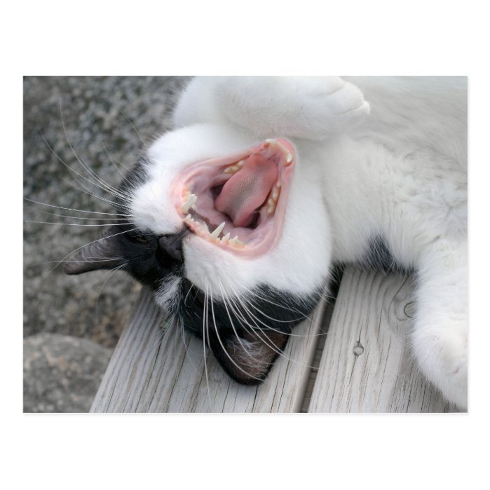 Carulmare Cat Yawn CC0379 Postcard