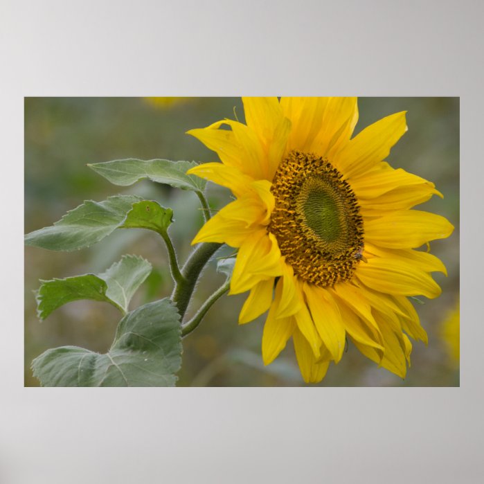 Bright yellow sunflower close-up photo CC0034 Poster