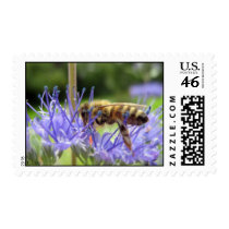 Caryopteris Postage Stamp