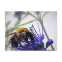 Caryopteris postcards
