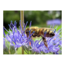 Caryopteris posters