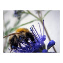 Caryopteris posters