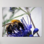 Caryopteris Print