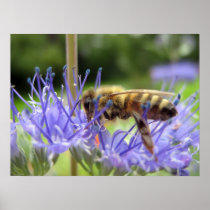 Caryopteris Posters