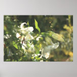 Casa Blanca Lilies in the Rain Posters