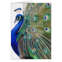 Casanova Gift card