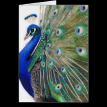 Casanova Gift card cards