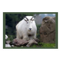 Cascade Mountain Goat posters