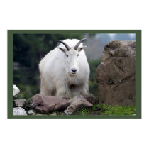 Cascade Mountain Goat posters