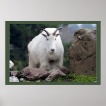 Cascade Mountain Goat Posters
